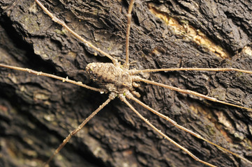 The spider