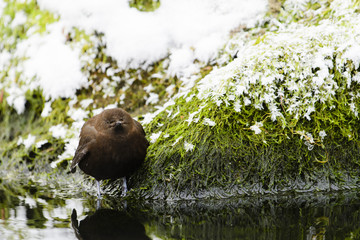 Brown Dipper(Cinclus pallasii)
