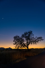 Fototapeta na wymiar Beautiful tree silhouette during Arizona sunset