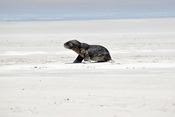 sea lion pup