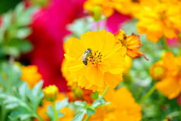 cosmos yellow star flower and bee in garden