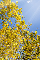 Yellow flower tree