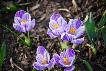 Fototapeta premium Purple Striped Crocuses in Spring