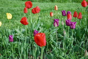 Fototapeta premium Colorful Tulip Garden in the Springtime. Akron, Ohio, United States 