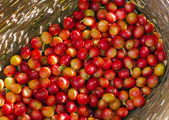 Naklejka na ściany i meble Close up of red Arabica coffee berries in bamboo basket