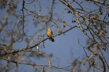 Red Breasted Nuthatch singing