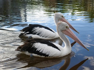 Two Pelicans side by side