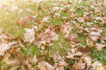 Grass leaves