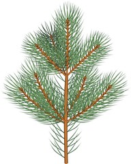 Young fir-tree on white background