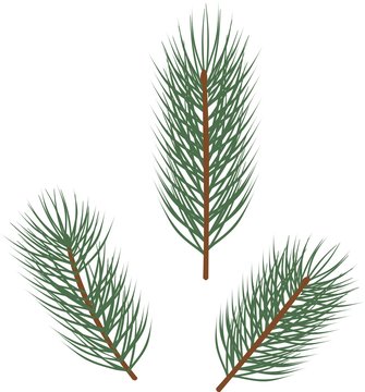 Branches of spruce with green needles on white background