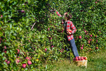 Boy picks apples in the orchard. apple picking at the farm. copy space for your text