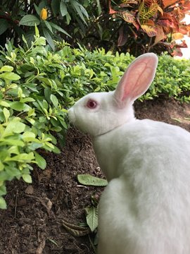 Conejo 
