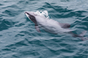 Hector's Dolphin (Cephalorhynchus hectori), the world's smallest and rarest marine dolphin, New Zealand