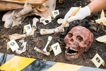 Group of evidence marker number Skeleton partially buried in dirt  in crime scene investigation
