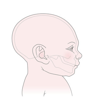 Anatomical image of the head and skull of a newborn child with a normal cranium. Vector. Isolated on white background