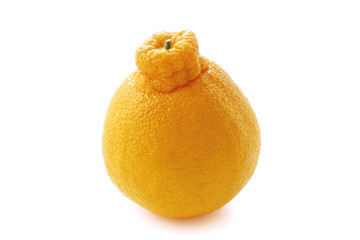 不知火(デコポン) Citrus reticulata Siranui