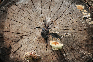 The old sawn stump with mushrooms
