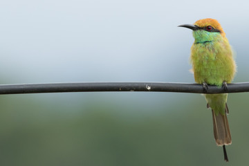 Bee-eatter eat famous an insect. it setting for branch.