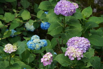 紫陽花