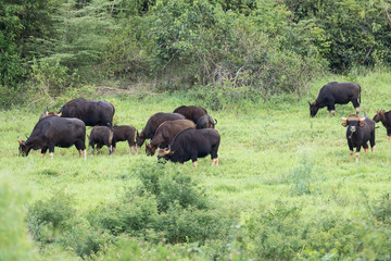 Fototapeta premium Gaurs are among the largest living land animals