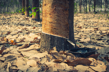 Obraz premium Rubber tree.