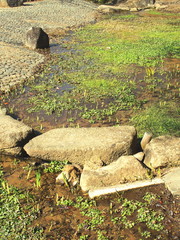 Fototapeta premium 春の公園の水辺