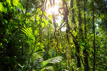 Obraz premium Dżungla w Kostaryce
