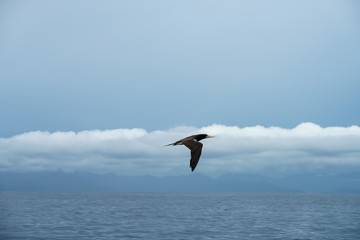 Fototapeta na wymiar A bird flying over the ocean