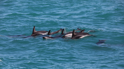 A group of wild dusky dolphins (Lagenorhynchus obscurus) near Kaikoura, New Zealand.