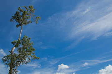 blue sky  and big tree