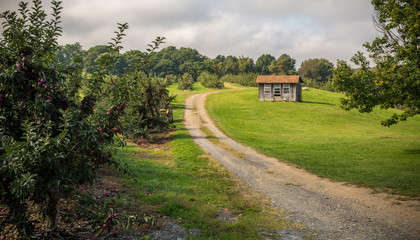 Apple orchard