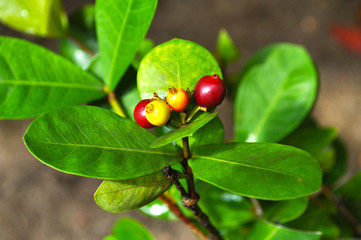 A wild shrub with bright green leaves and red fruits, growing on the territory of the United Arab Emirates and Oman
