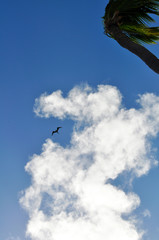 bird hovers in the clouds against the blue sky and bright palm leaves
