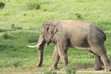 Fototapeta premium Asiatic Elephant is big five animal in asia