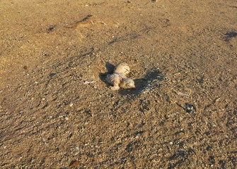 Sea bird hatching in Sabah island, Malaysia