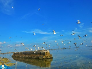 Migration bird found t Layang-layang island, Sabah