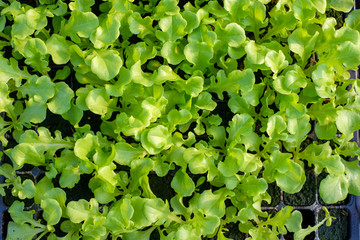 Farming organic green oak lettuce