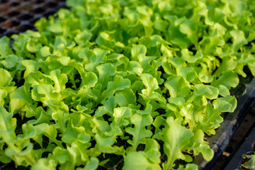 Farming organic green oak lettuce