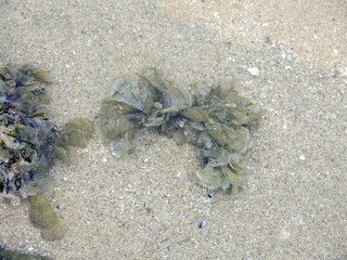 seaweed found at seabed at reef area at Malaysia