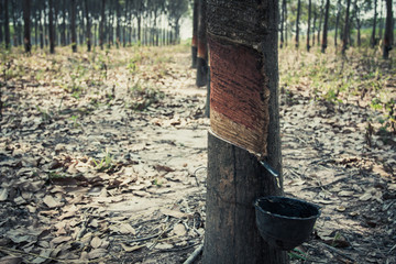 Obraz premium Rubber tree.