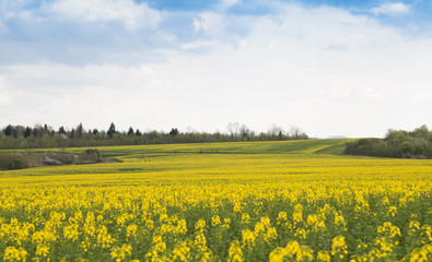 Obraz premium yellow rapes flowers