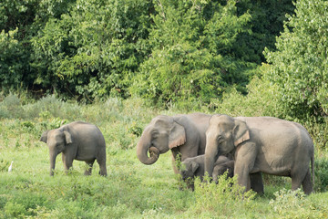 Fototapeta premium Asiatic Elephant is big five animal in asia