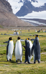 A Foursome of King Penguins Standing in a Grassy Meadow with a Portion of a Snowy Mountain in the Background