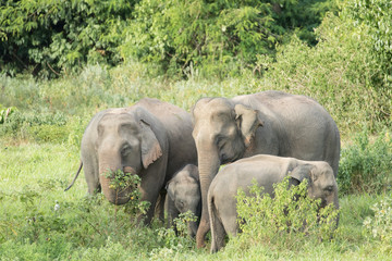 Asiatic Elephant is big five animal in asia