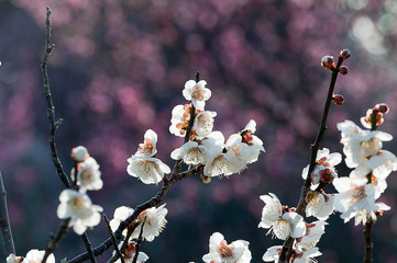 風に揺れる梅の花とつぼみ