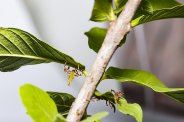 Close up of red and green color second instar leaf insect (Phyllium westwoodi) on its host plant