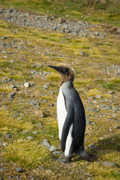 A Molting Juvenile King Penguin with Brown Downy Feathers on its Head