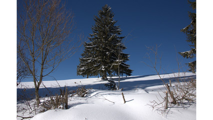 Tanne im Schnee
