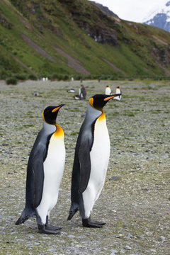 A Pair of King Penguins in Profile Standing on a Rocky Beach with a Grassy Hillside in the Background.