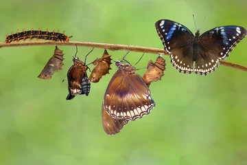 Crédence de cuisine en verre imprimé Papillon Transformation of female from caterpillar to great eggfly butterfly ( Hypolimnas bolina Linnaeus ) on twig